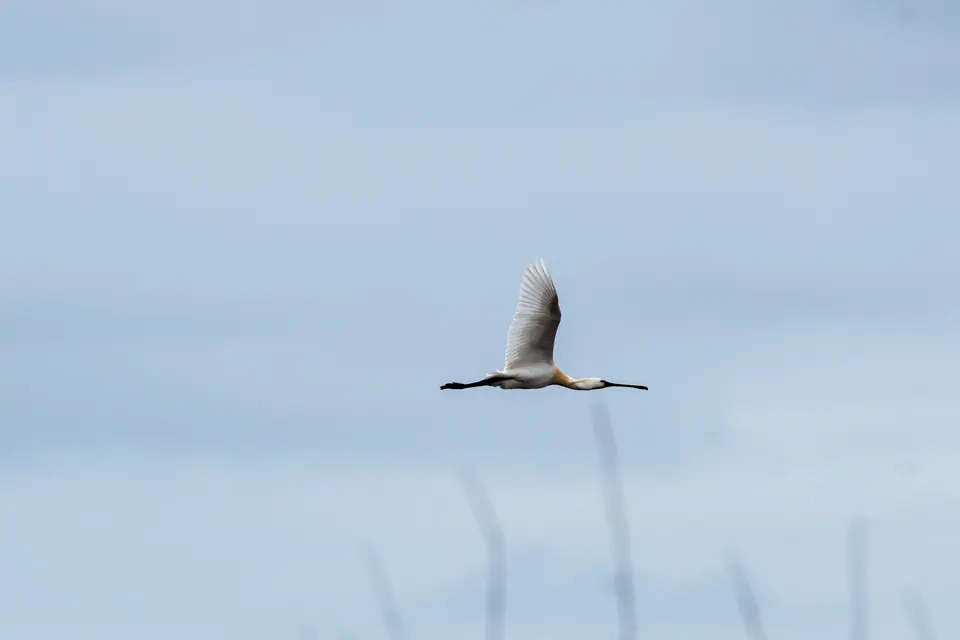 Uccello bianco in volo radente.