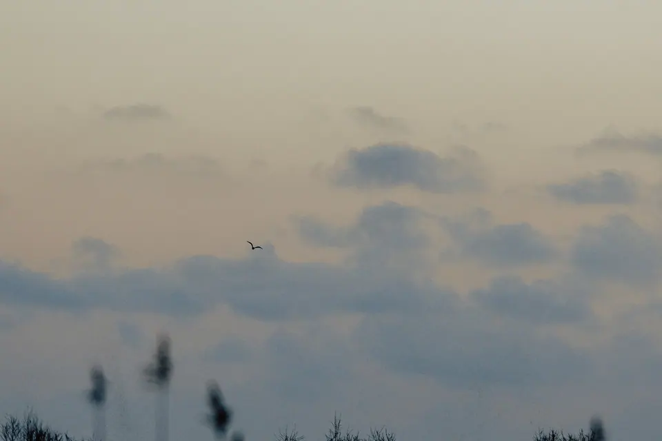 Stormo lontano nella foschia del mattino.
