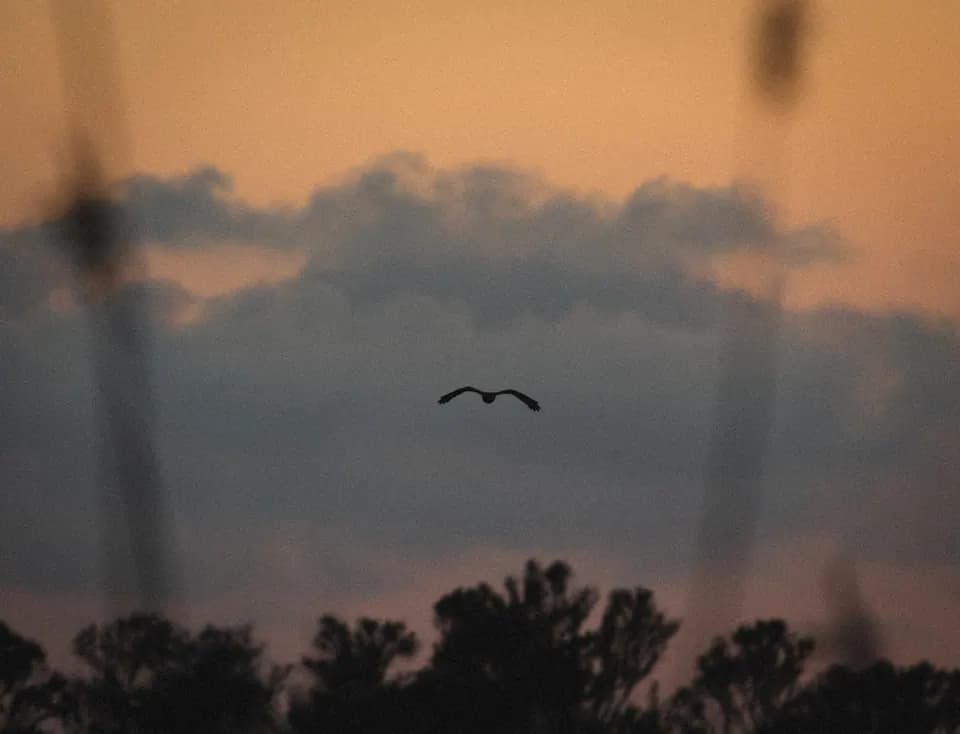 Due uccelli in volo al tramonto.