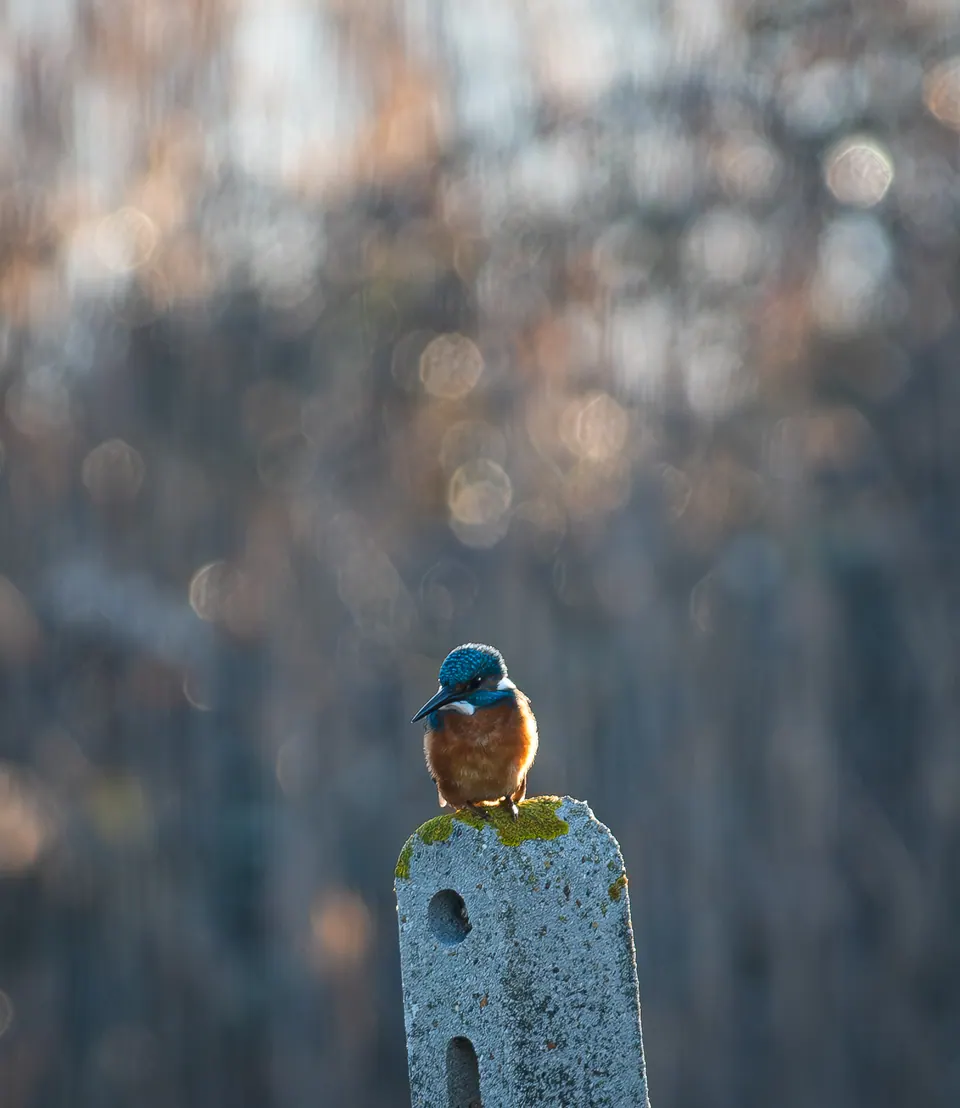 Piccolo uccello colorato posato su un palo.