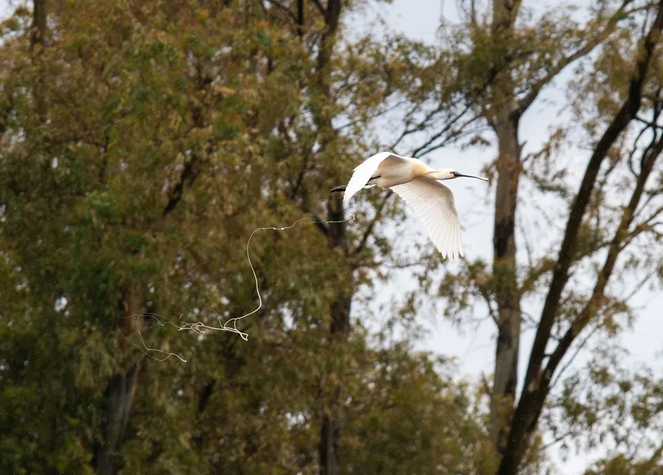 Airone bianco tra gli alberi.