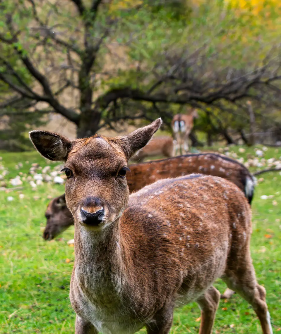 Daino in primo piano che guarda verso l'obiettivo.