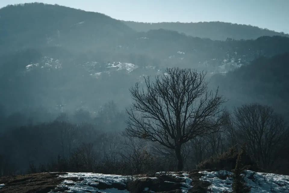 Albero solitario davanti a montagne immerse nella nebbia.