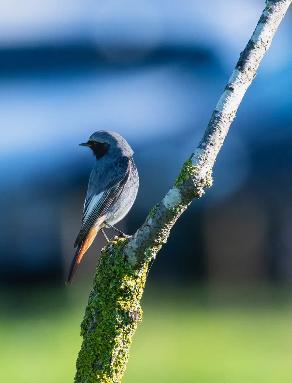 Piccolo uccello chiaro posato su un ramo sottile.