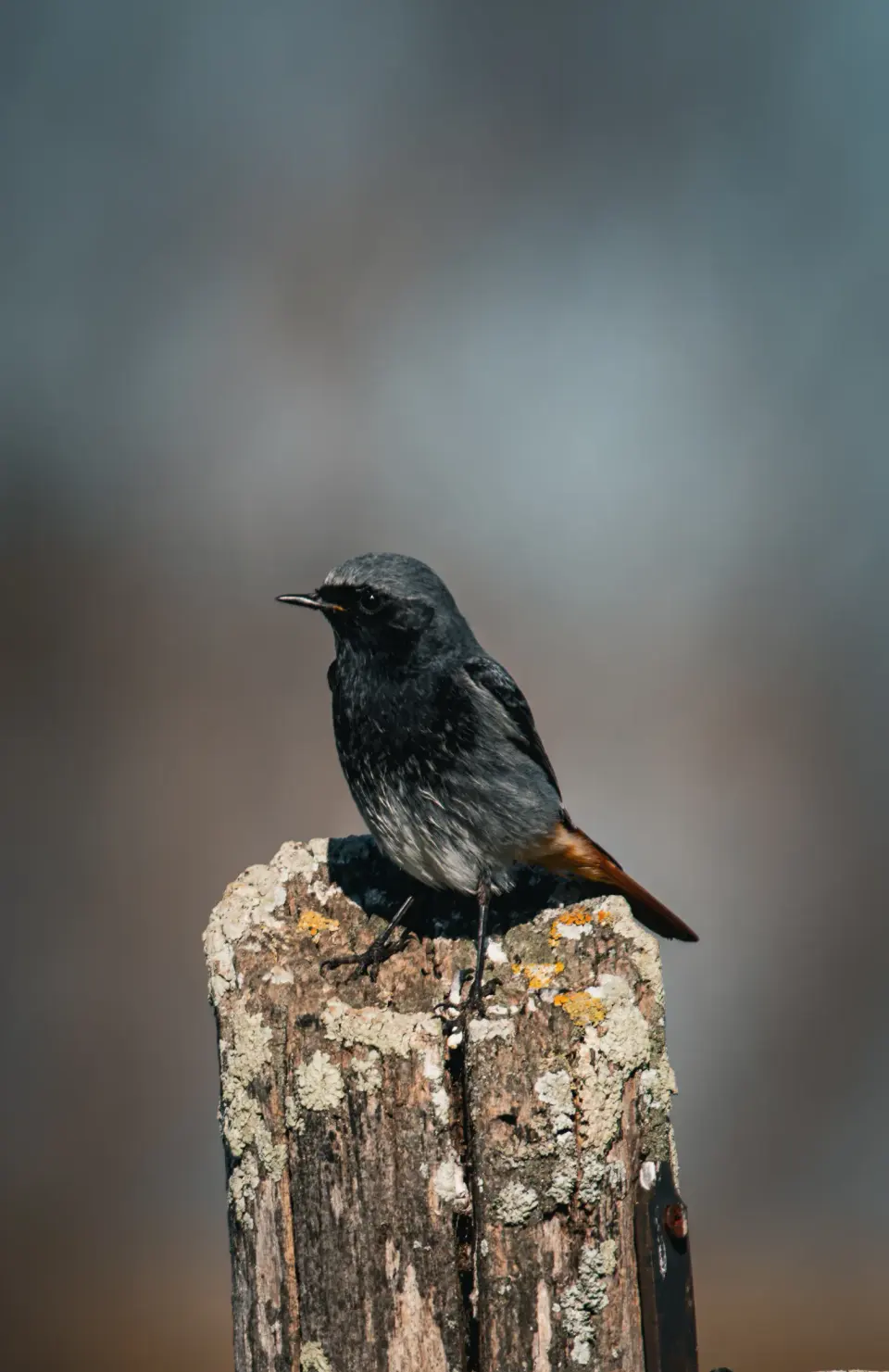 Uccello nero appoggiato su un tronco tagliato.