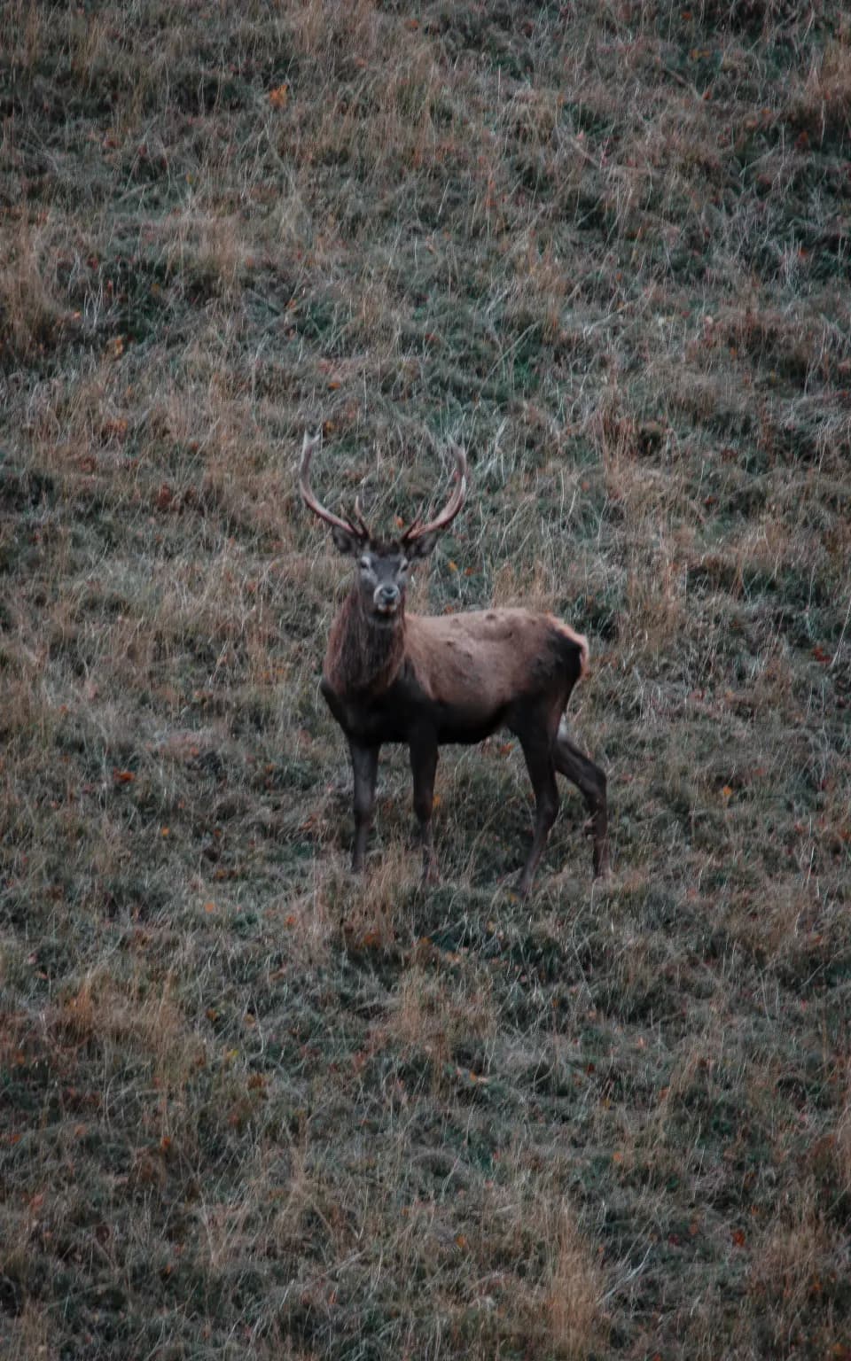 Cervo isolato su un pendio erboso.