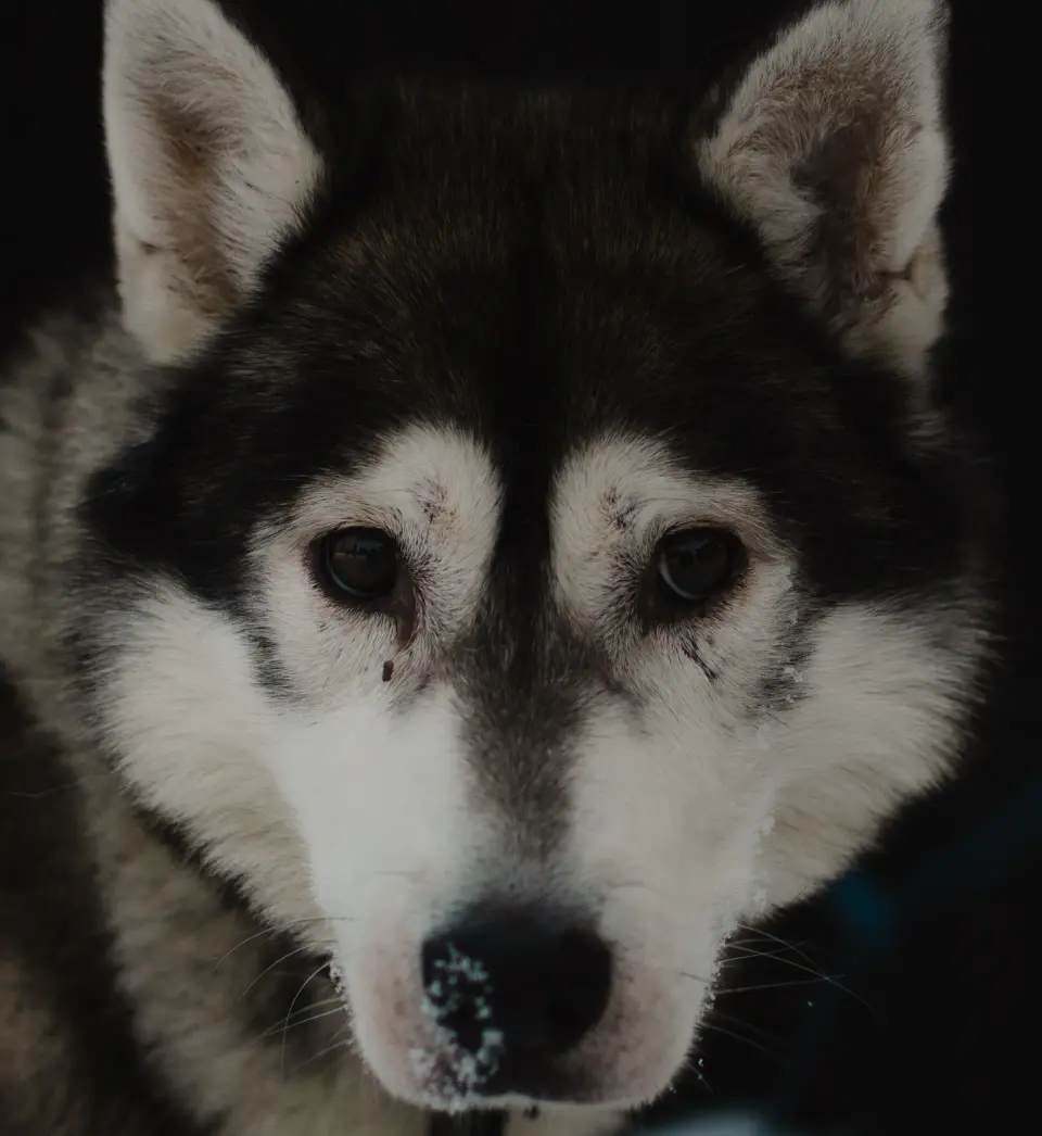 Primo piano frontale di un husky.