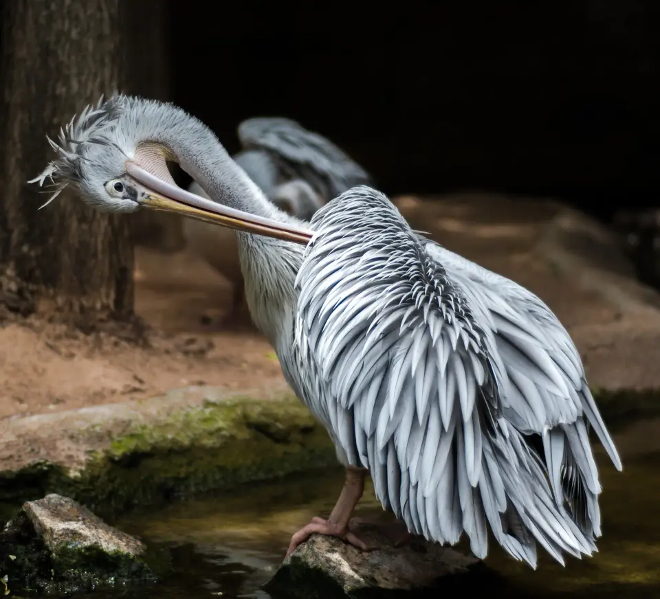 Grande uccello chiaro con ali aperte.