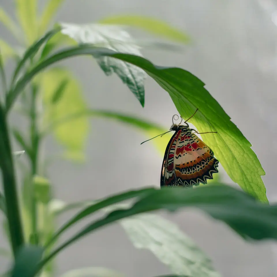 Farfalla marrone e verde appesa a una foglia.