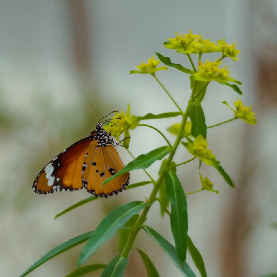 Farfalla arancione su fiore giallo.