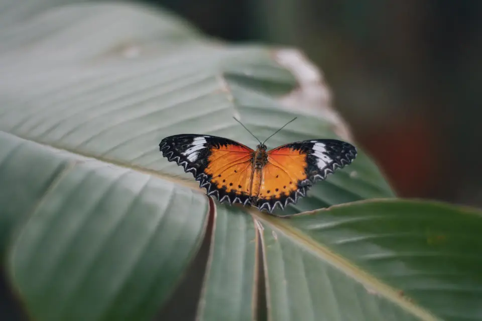 Farfalla con ali arancioni e nere su una foglia.