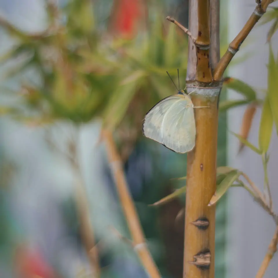 Piccola farfalla chiara tra rami sottili.