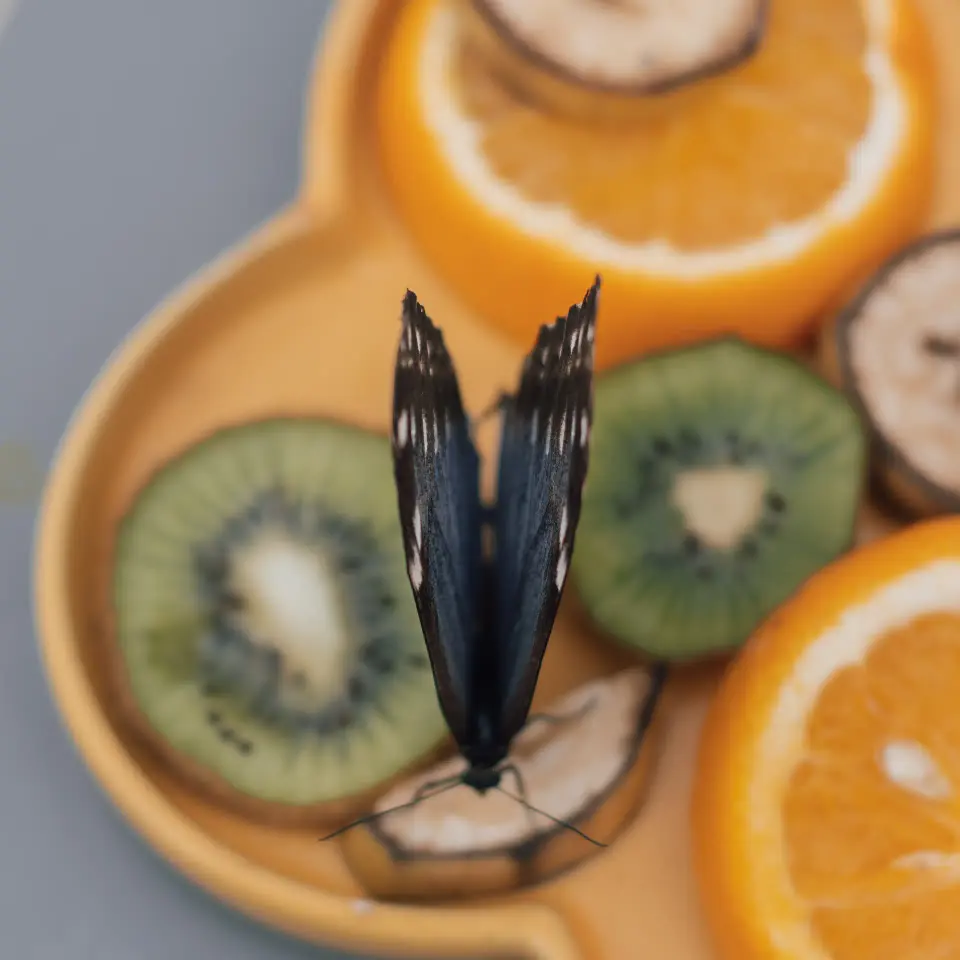 Farfalla nera appoggiata su agrumi tagliati.