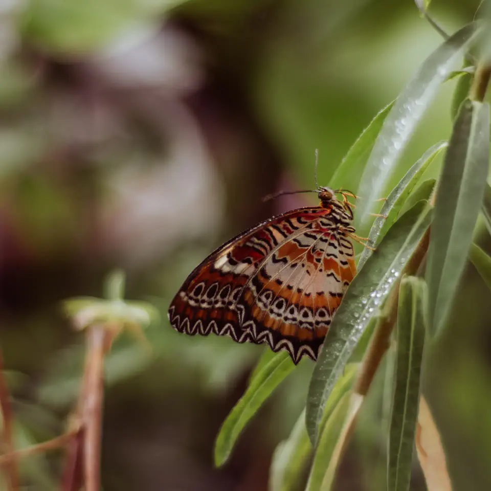 Farfalla marrone mimetizzata su una foglia.
