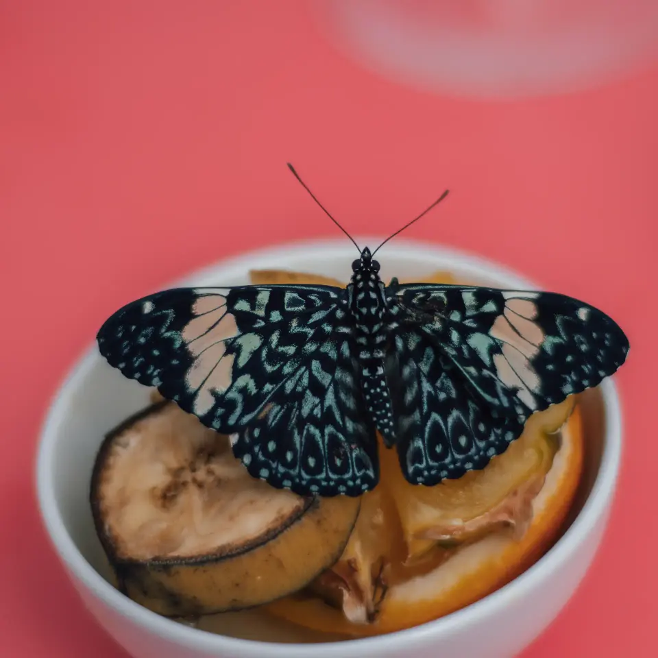 Farfalla scura vista dall'alto sopra una ciotola.