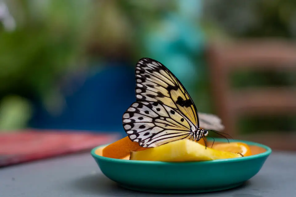 Farfalla maculata posata su una tazza colorata.
