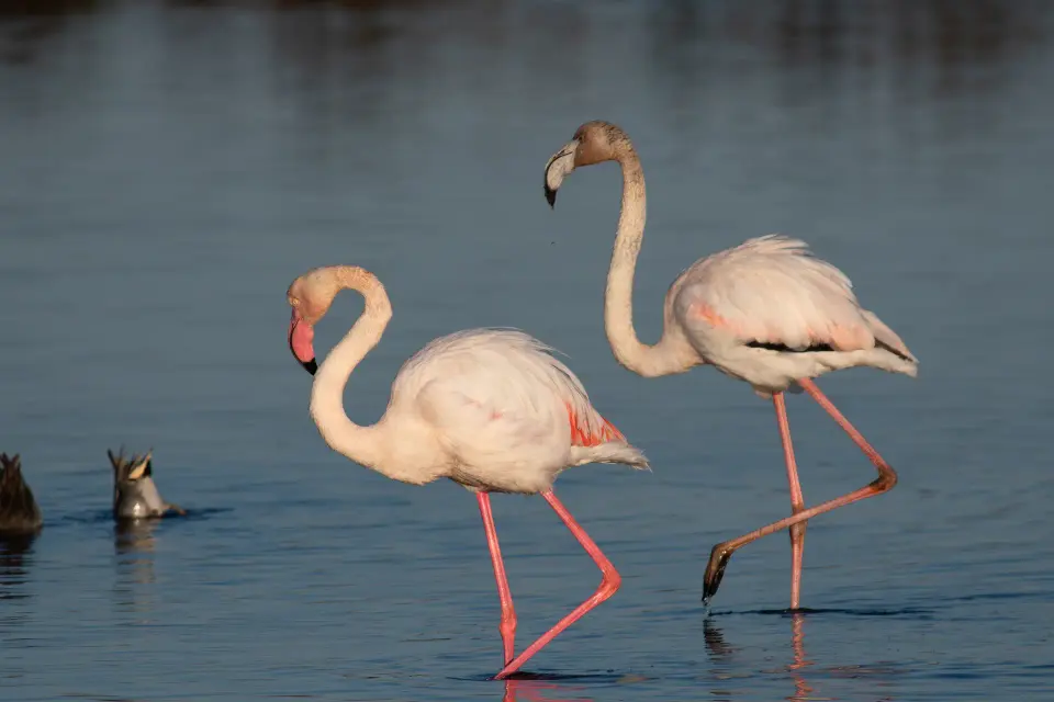 Fenicotteri in acqua calma durante il giorno.