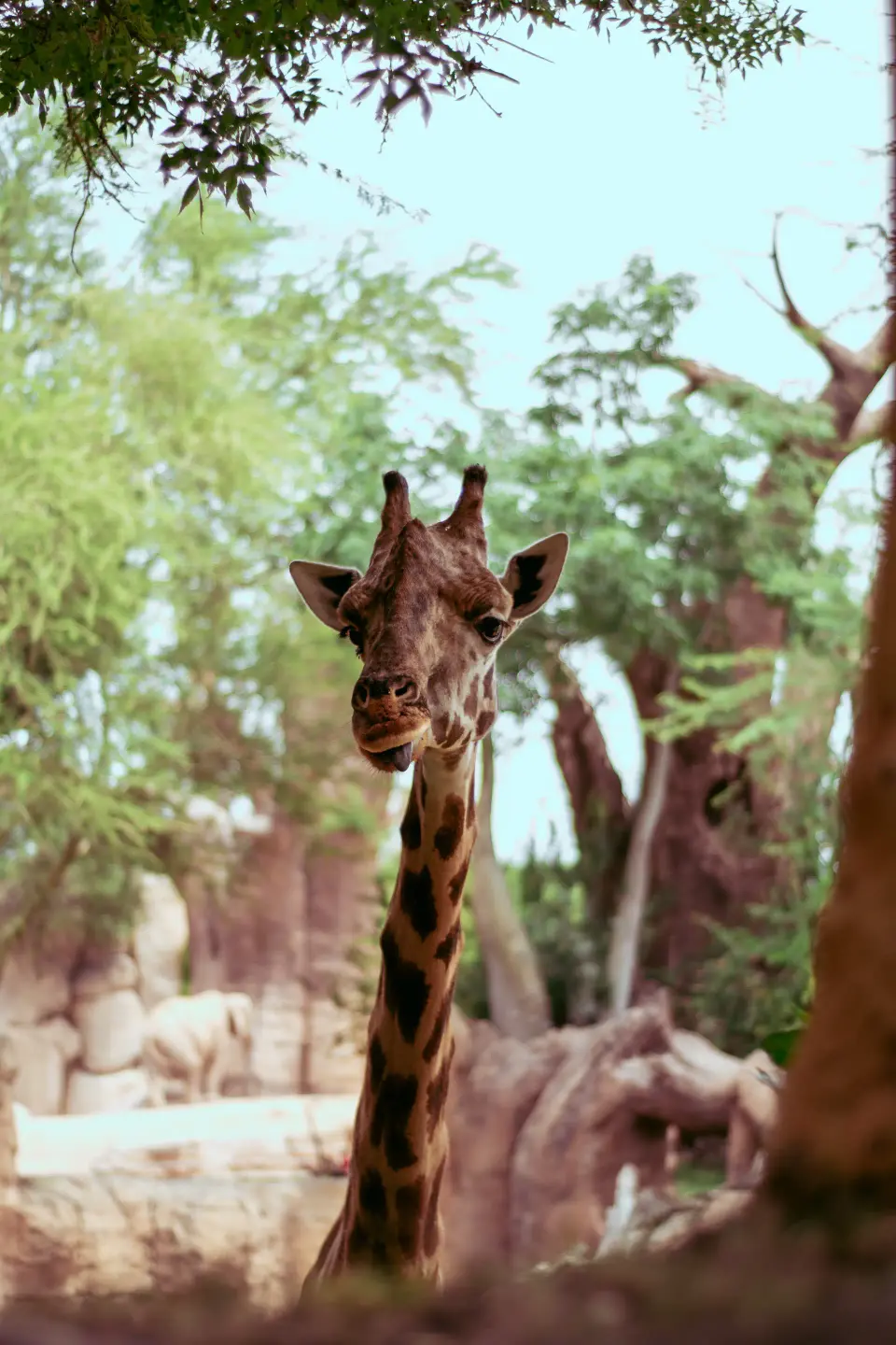 Giraffe tra gli alberi in un parco.