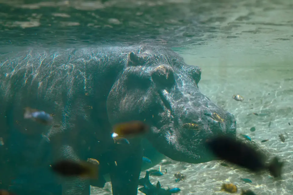 Tartaruga marina sott'acqua in acqua turchese.