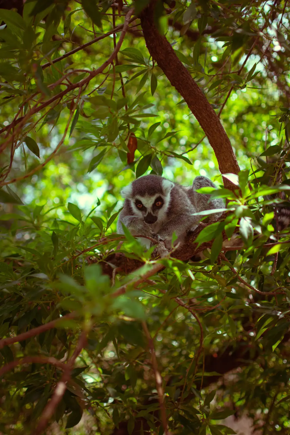 Piccolo gufo nascosto tra i rami.
