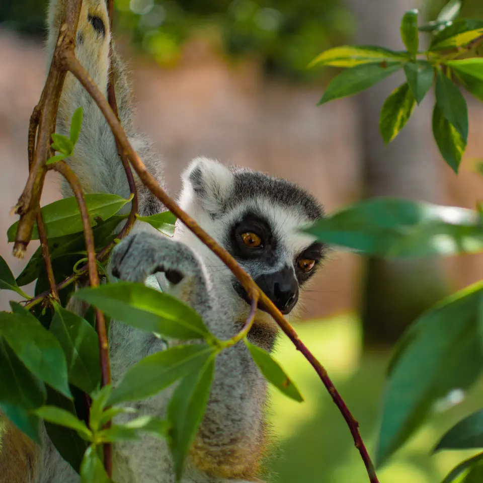 Lemure ripreso tra foglie e rami.