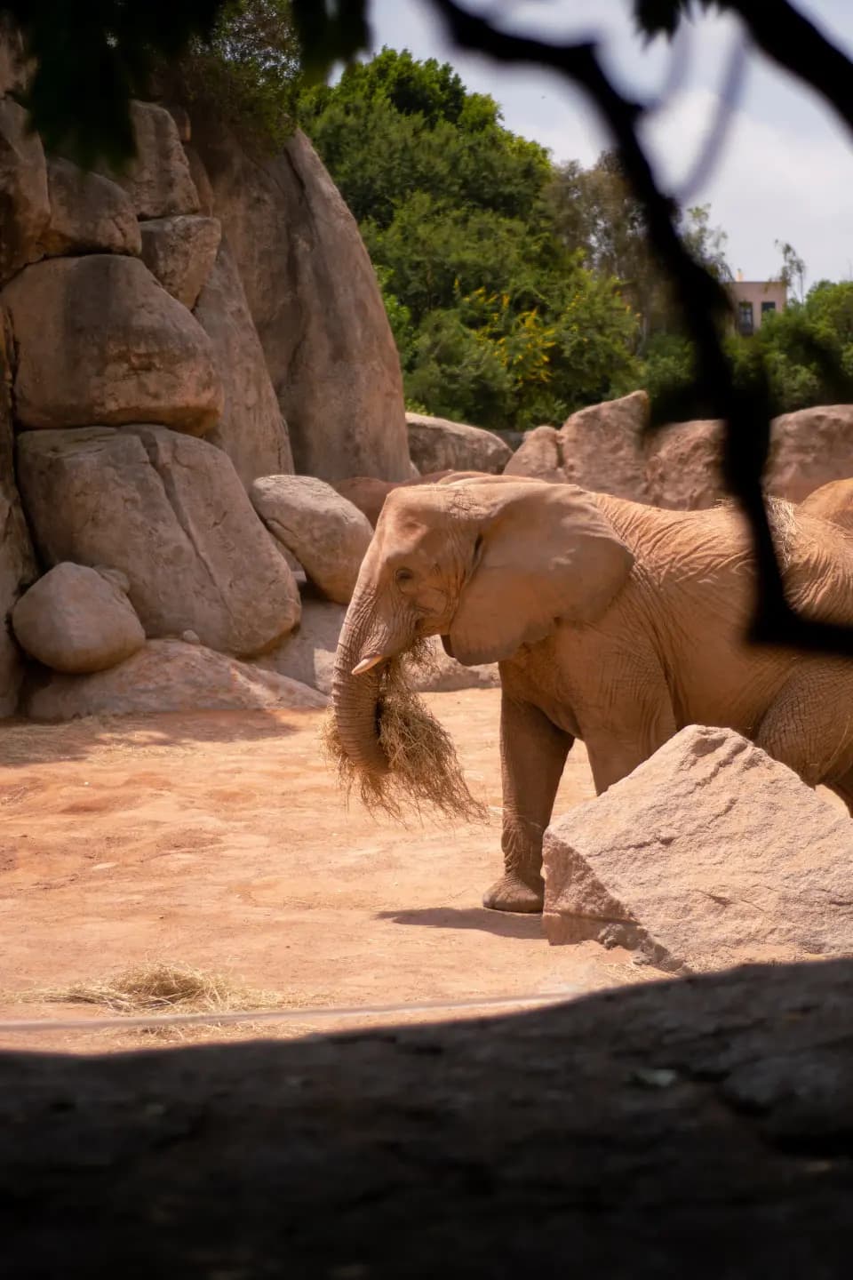 Elefanti che camminano all'aperto.
