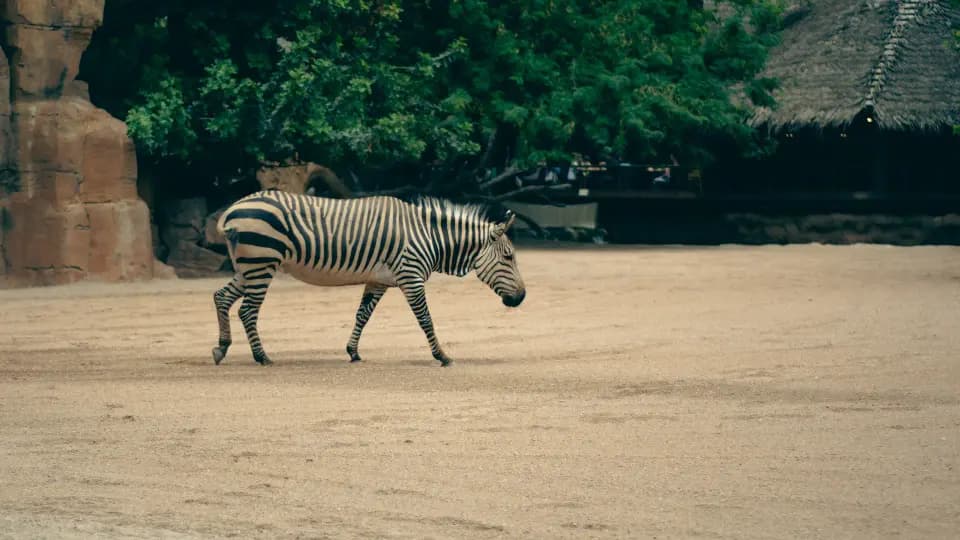 Zebra che attraversa uno spazio sabbioso.