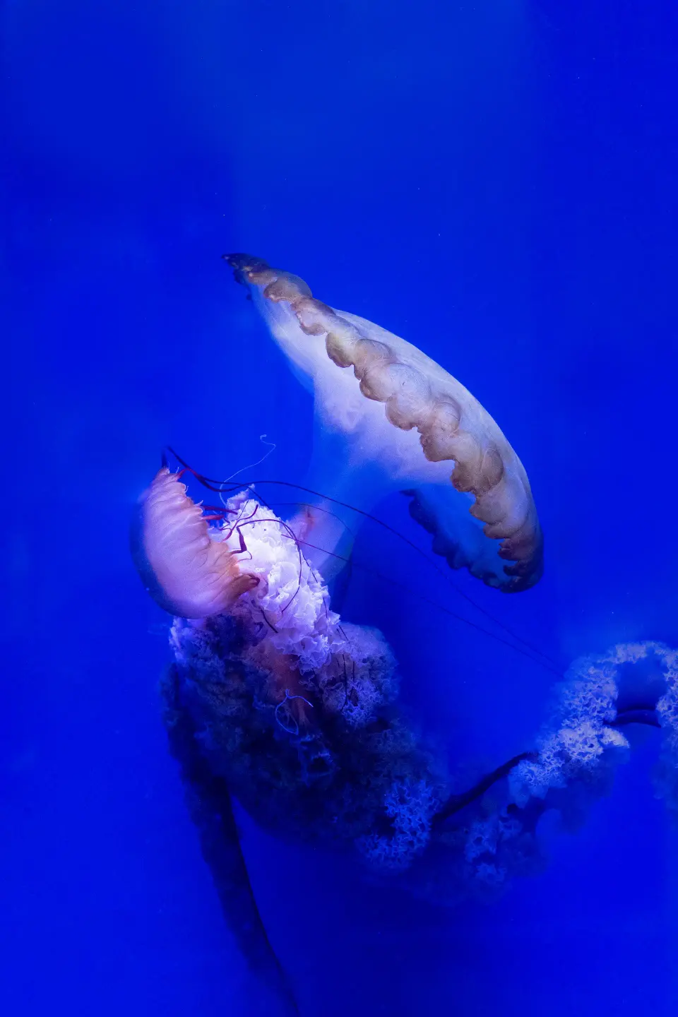 Medusa illuminata in acqua blu.