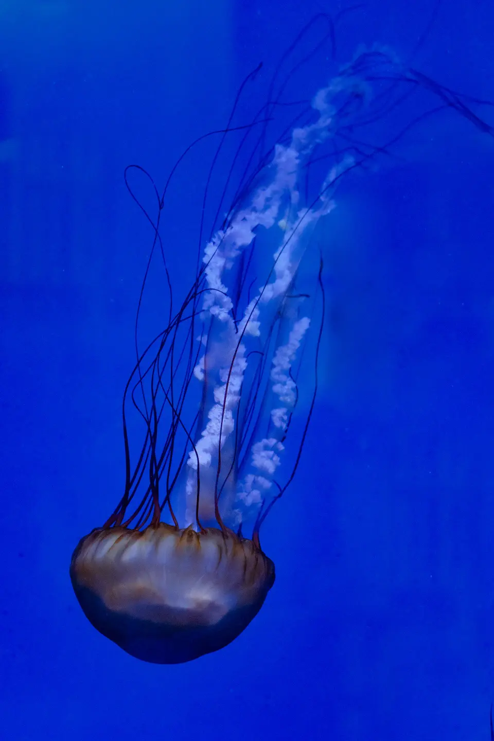 Medusa con lunghi tentacoli su sfondo blu.