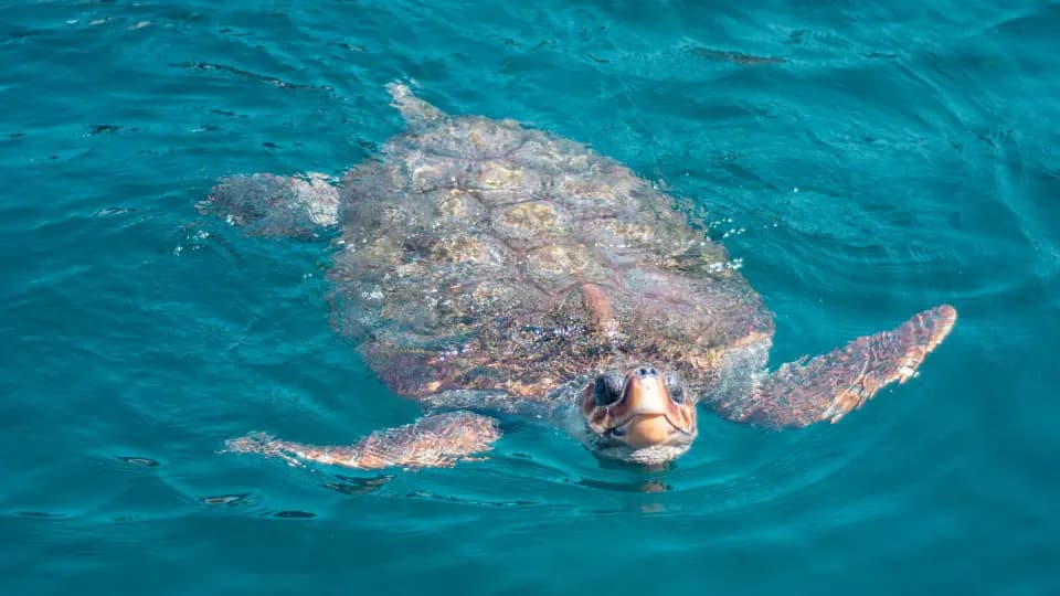 Tartaruga marina che nuota vista dall'alto.