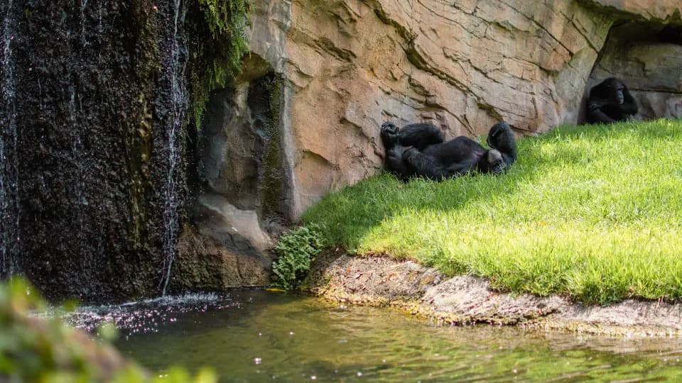 Cascata e prato verde ai piedi della roccia.
