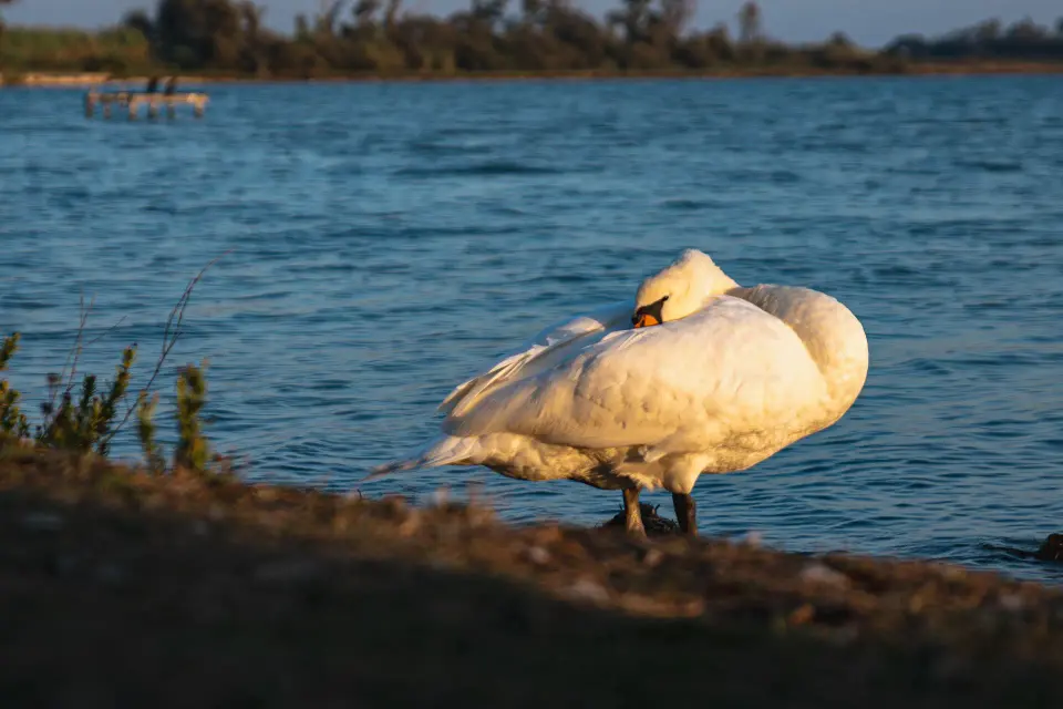 Cigno rannicchiato sulla riva vicino all'acqua.