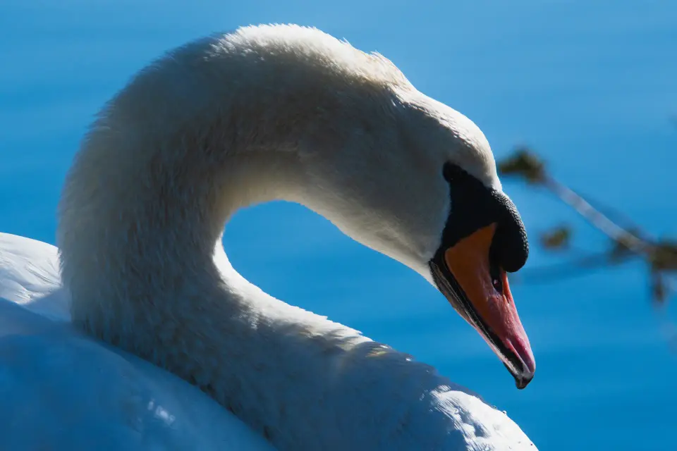 Collo di cigno piegato in primo piano.