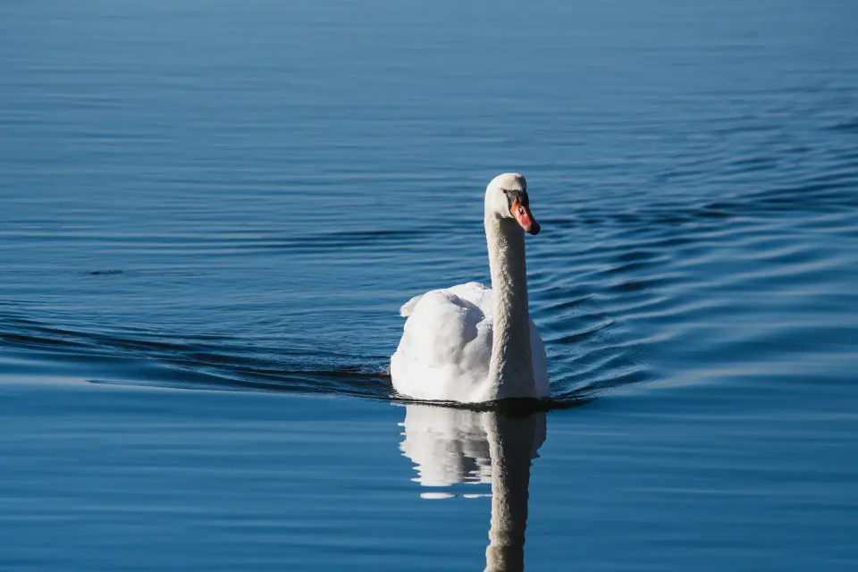 Cigno che avanza su acqua calma.