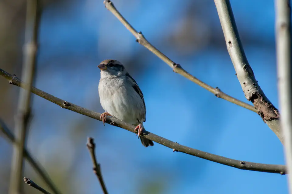 Piccolo uccello grigio posato su un ramo.
