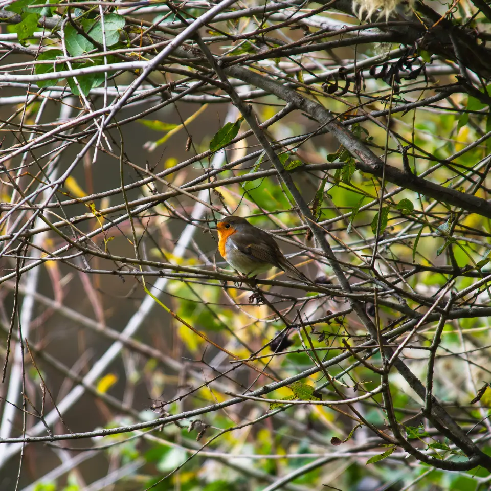 Uccello nascosto tra rami secchi.
