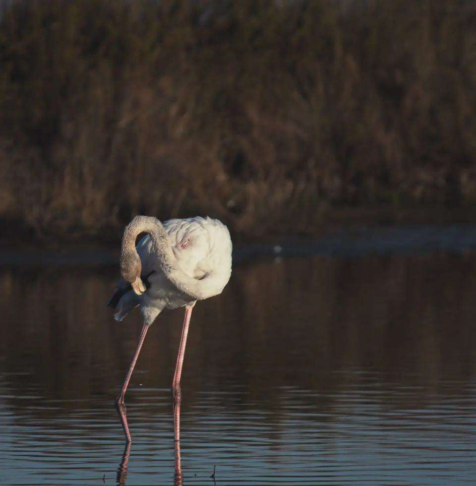 Fenicottero in piedi con riflesso nell'acqua.