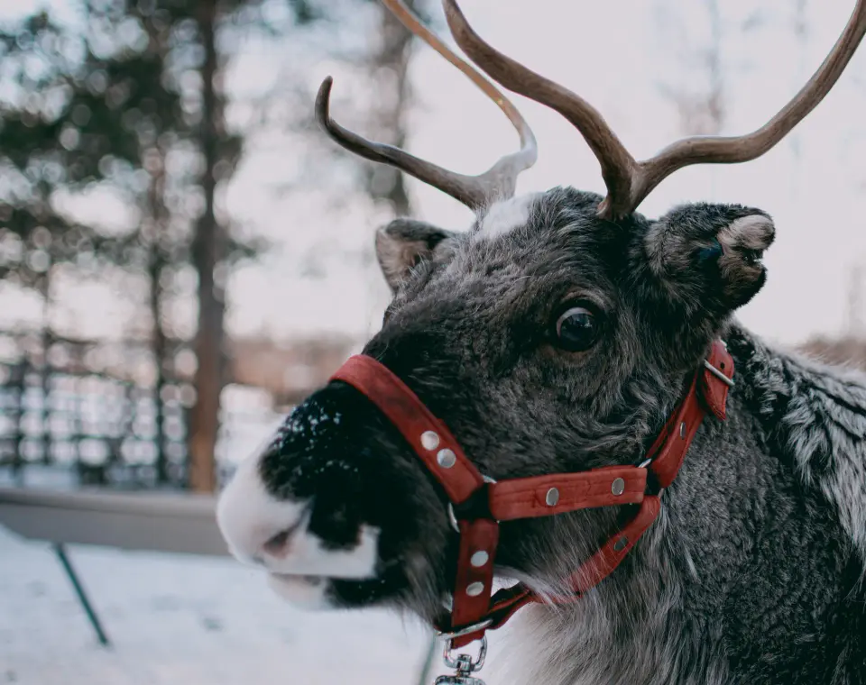 Renna con finimenti in un paesaggio innevato.