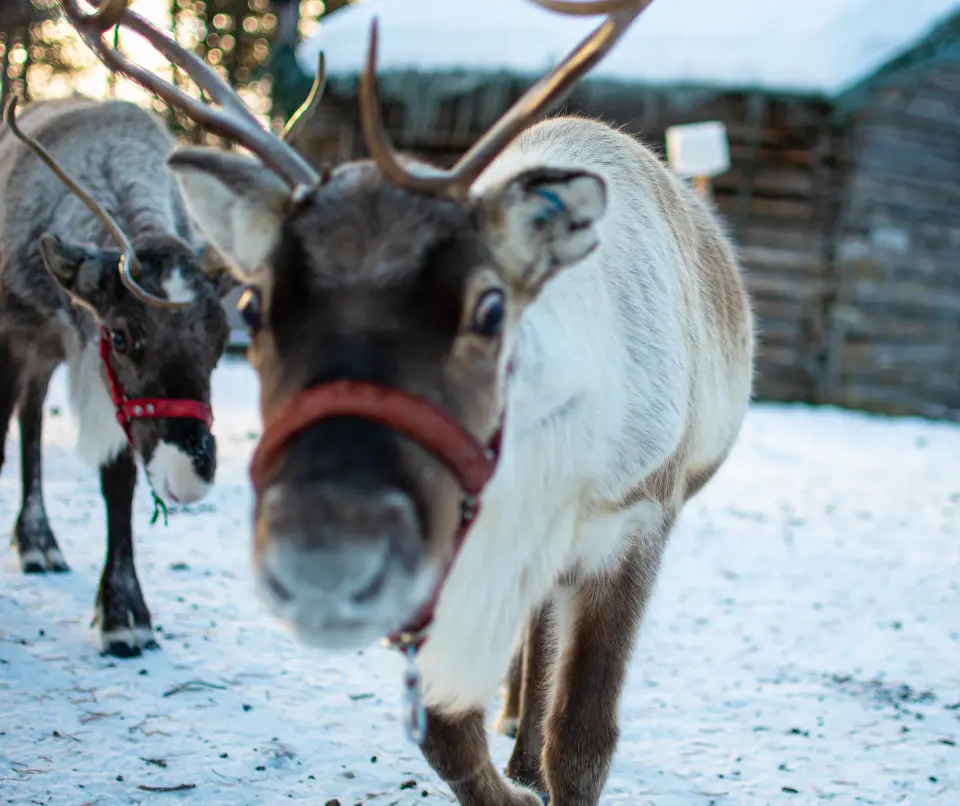 Due renne in primo piano sulla neve.
