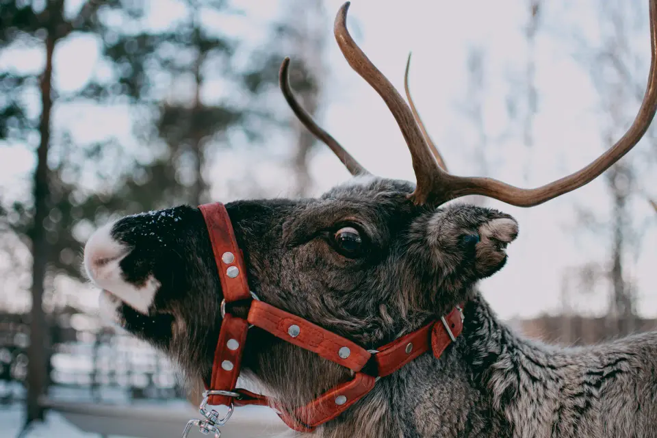 Primo piano di renna con corna e finimenti.