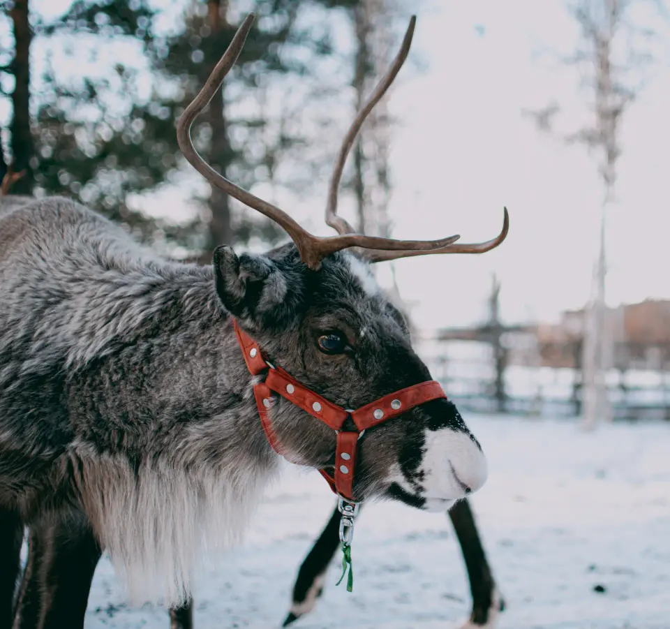 Renna in movimento su neve e alberi.