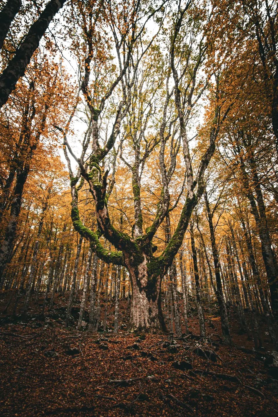 Alberi spogli in un bosco autunnale.