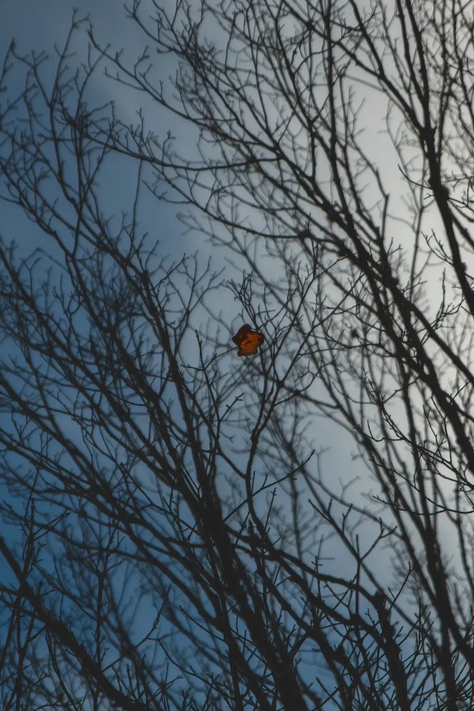 Uccello appollaiato tra rami spogli.