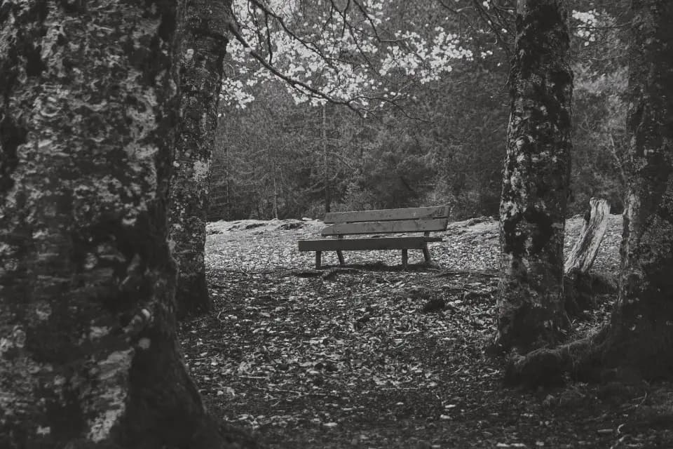 Sentiero nel bosco in bianco e nero.