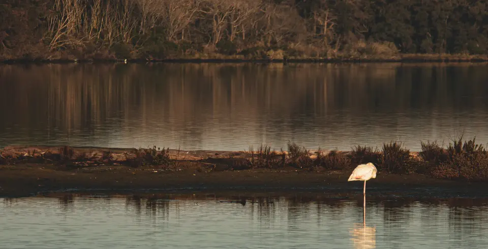 Specchio d'acqua al tramonto con uccelli lontani.