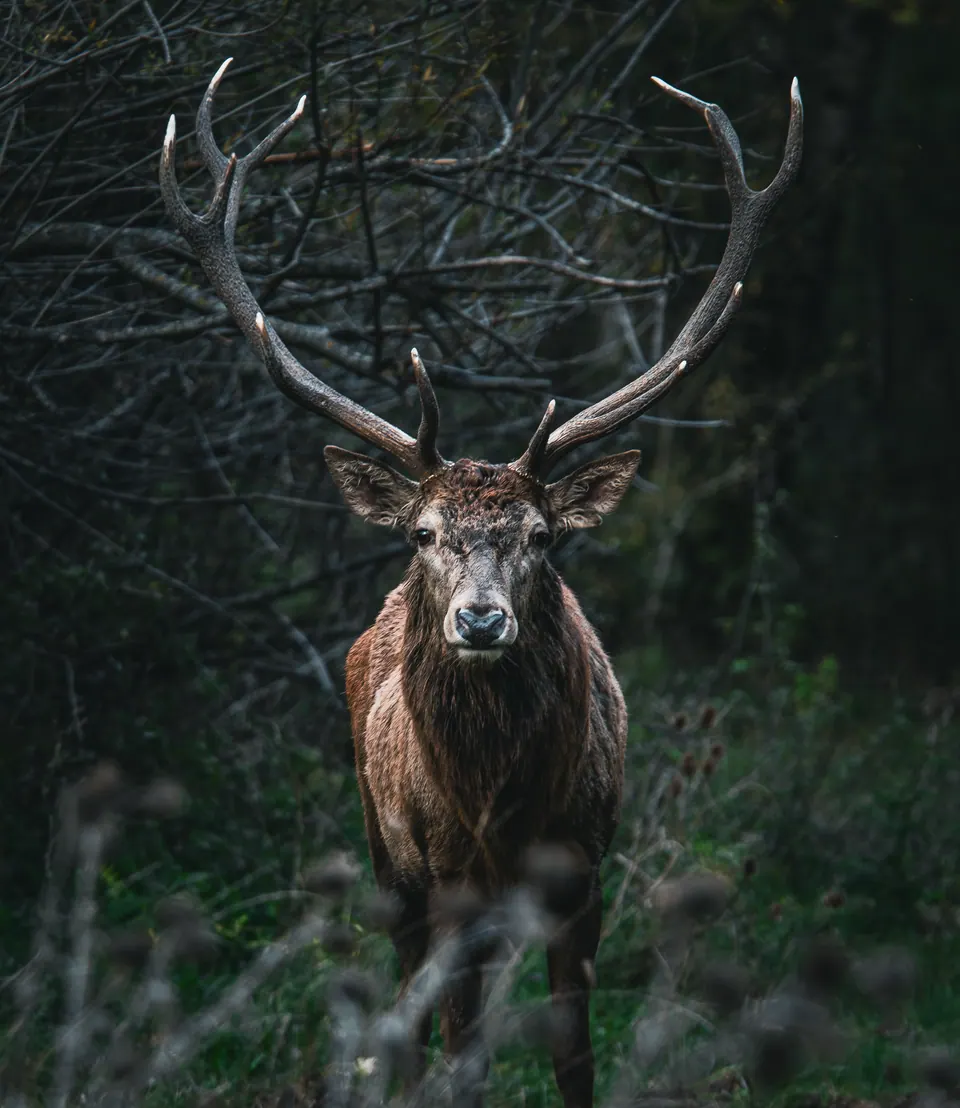 Cervo frontale nel bosco scuro.