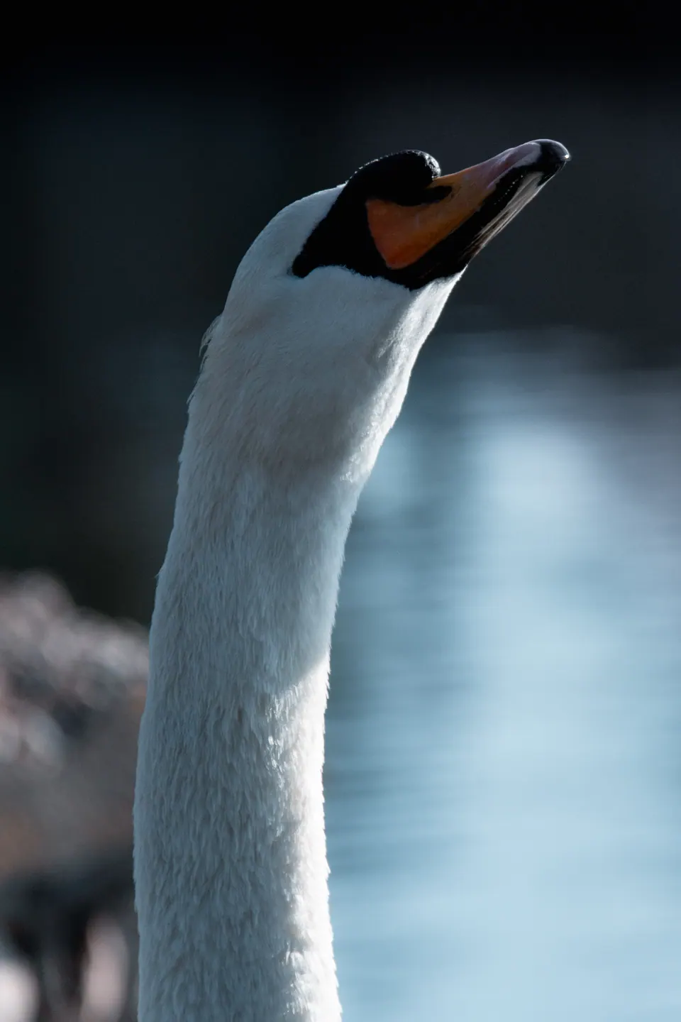 Primo piano di cigno con becco arancione.