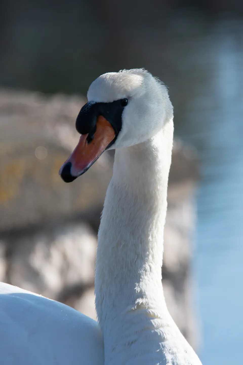Volto di cigno in primo piano.