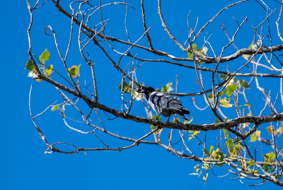 Uccello tra rami contro cielo azzurro.