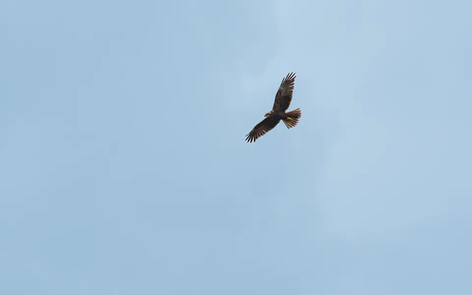 Rapace in volo su cielo pulito.